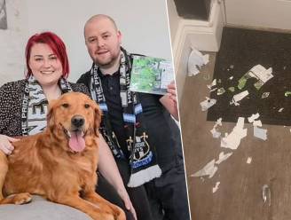 Finaleticket in tientallen stukjes gescheurd: radeloze Newcastle-fan zet prompt hond “te koop voor 5 pond”
