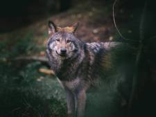 ‘Wolf is goede kandidaat om walgelijke jachtpraktijk te stoppen’