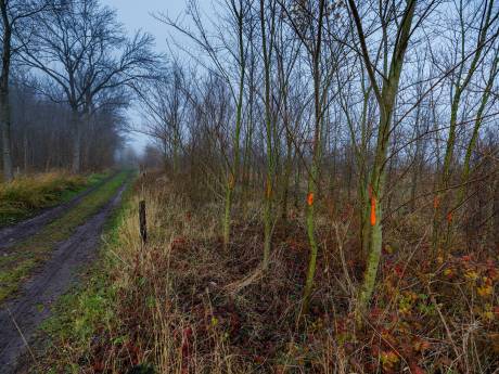 Kapitale blunder in Zalkerbos; 1700 exotische iepen moeten weg