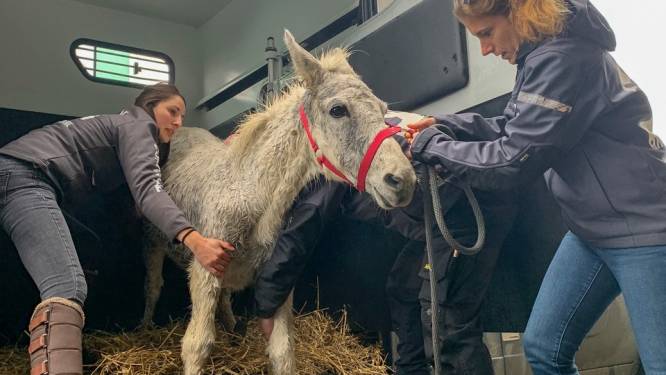 Sauvetage à Tournai d’un mulet abandonné depuis dix ans: “Son supplice est inconcevable”