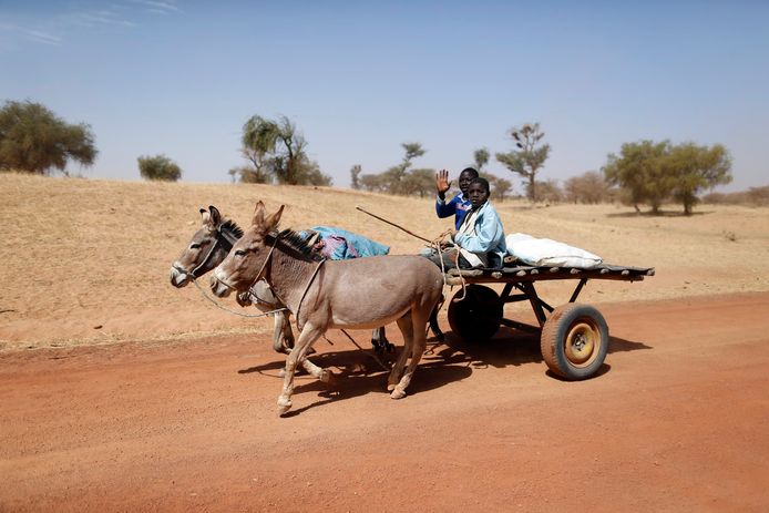 De Chinese vraag naar ezels is zo groot dat Afrikaanse landen de export aan banden hebben gelegd om te voorkomen dat er geen dier meer overblijft.