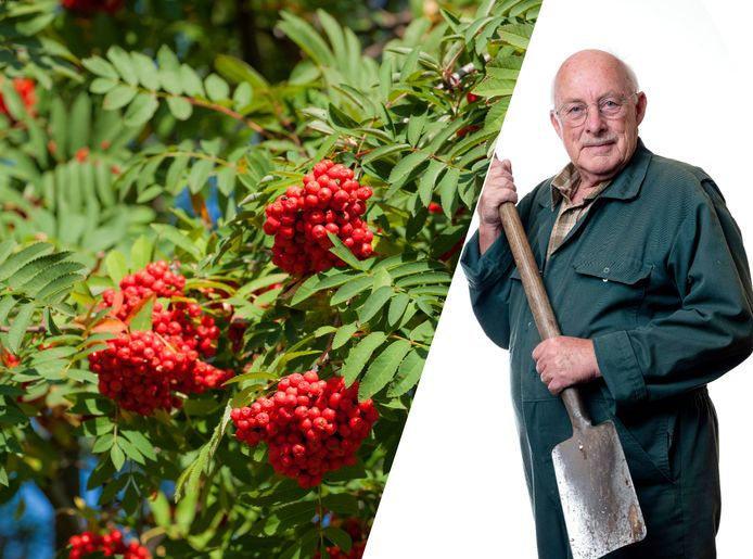 Deze planten groeien en bloeien wél goed op het noorden Romke van de Kaa AD.nl