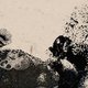Black Flower - Future Flora