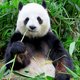 Reuzenpanda is niet langer een bedreigde diersoort
