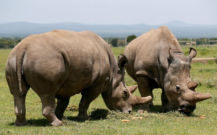 Dochter Fatu (L) en haar moeder Najin (R).