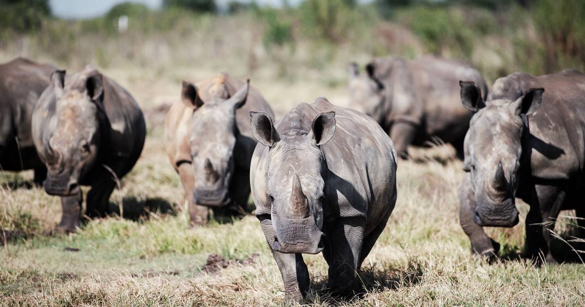 Conservationists take over the world’s largest rhino breeding program and release the animals |  the animals