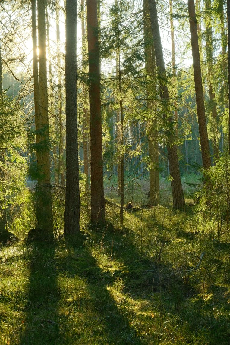 ‘Gebruik biomassa uit bos is verre van duurzaam’