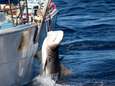 172 haaien gevangen in Australië voor controversieel programma