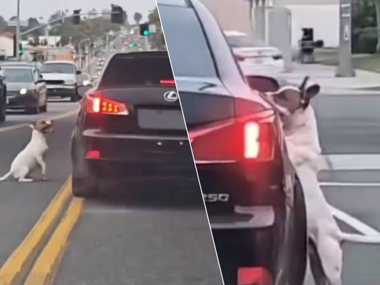 Destiny filmt hartverscheurend moment waarop hondje door baasje uit auto wordt gezet en achtergelaten