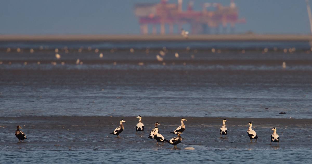 Europa en VS oefenen sinds de oorlog druk uit op Nederland om meer gas te leveren