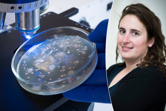 Biomedisch wetenschapper Liesbeth Aerts legt uit wat deze bacteriesoort zo hardnekkig maakt en blikt vooruit: kunnen we binnenkort een nieuwe antibioticum verwachten?
