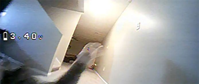 Une nouvelle proie pour le chat
