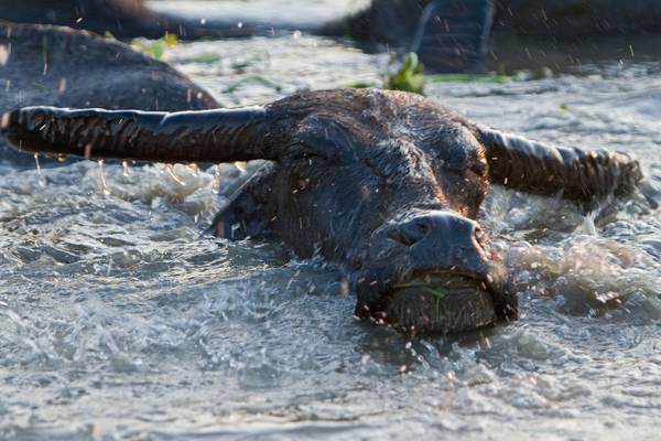 Wonders of the Monsoon