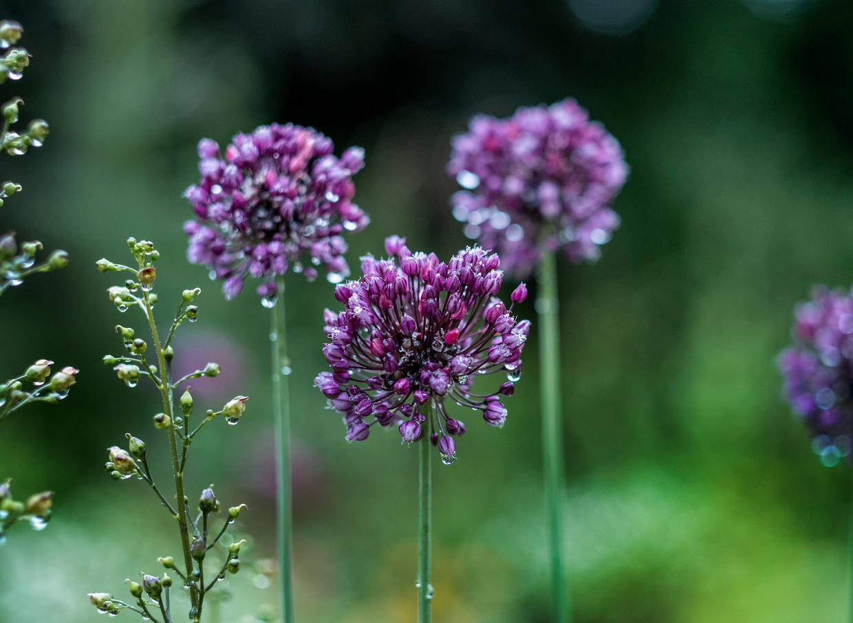 Slangenlook (Allium scodoprasum). Beeld Patrick Post