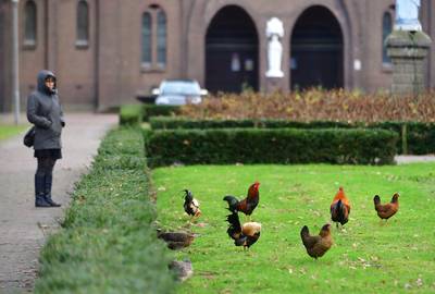 Laatste hennen en hanen uit park Sint-Willebrord gered: ‘Buitengewoon triest dat er al 100 zijn gedo