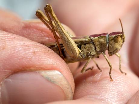 Insectendoder gevaarlijk voor mens, bedrijf uit Den Bosch waarschuwt consumenten