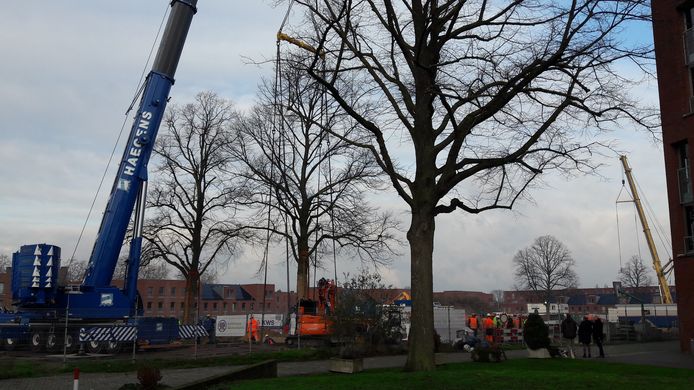 Vier lindebomen werden nog verplaatst van het oude Lavendelplein (op de achtergrond rechts staan de laatsten nog) in de Kruidenbuurt in Eindhoven naar het nieuwe Laurierplein (voorgrond).