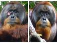 Voor en na. De open wond onder het rechteroog van orang-oetan Rakus was duidelijk te zien, maar genas helemaal na een maand.