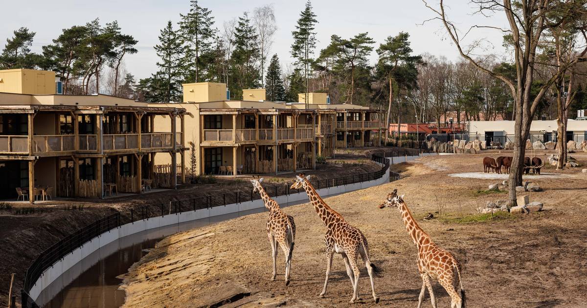 Qatar, Israël en natuurlijk in België het nieuwe hotel van Beekse