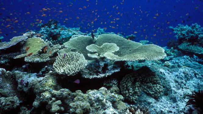 Poissons tropicaux, coraux, crabes, algues: faune et flore en déclin dans les récifs coralliens de l’Australie