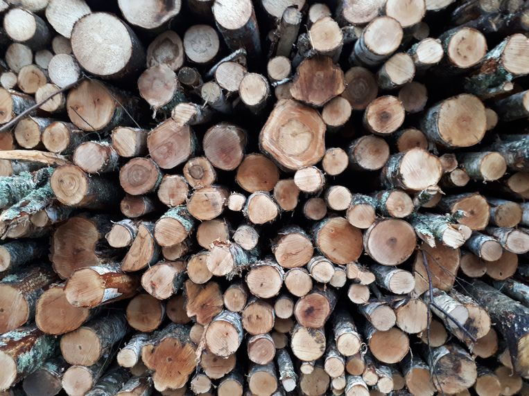 Gekapt hout in Imavere, ten zuiden van Tallinn. Beeld Ekke Overbeek