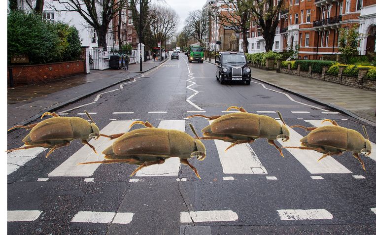 Uiteraard fotoshopten de ontdekkers de kevers ook nog even op de beroemde oversteekplaats bij Abbey Road. Beeld Taxon Expeditions