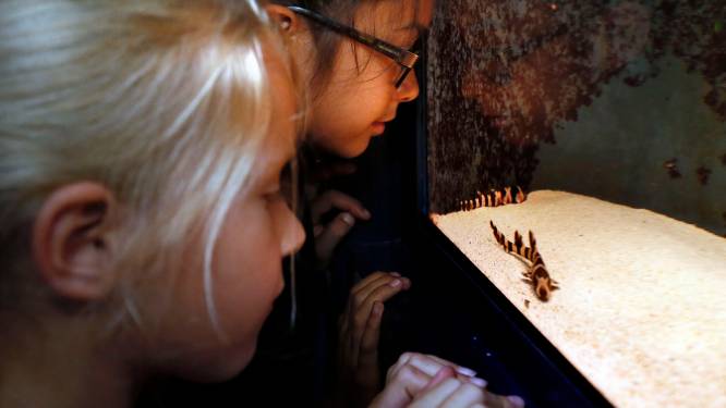 Piepklein onderwatermuseum dolblij met heropening: ‘Dit is liefdewerk’