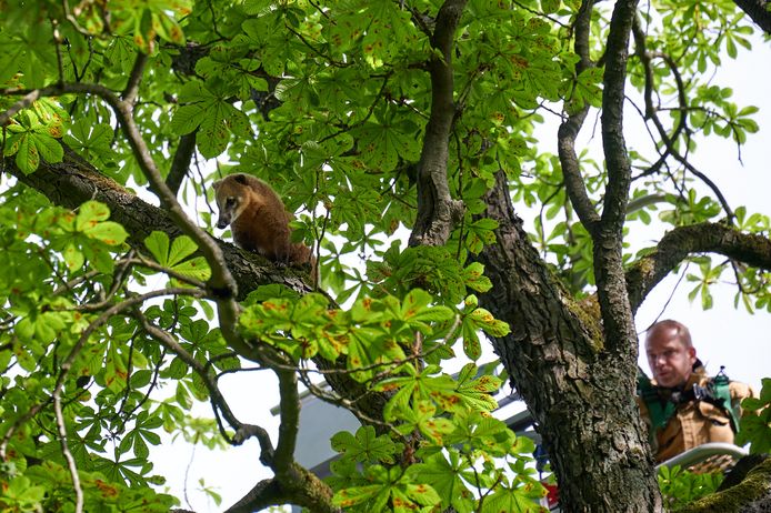Een rode neusbeer zit vast in een boom aan de  Wolfslaardreef in Breda.