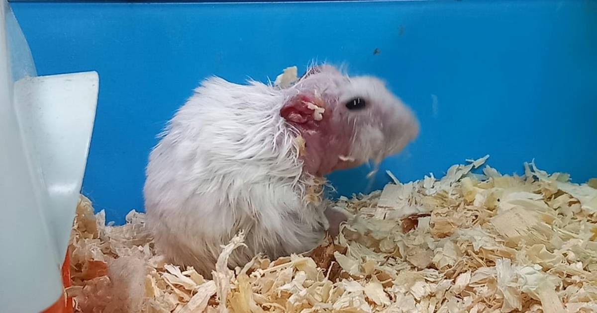 fragment Sinewi ontsmettingsmiddel Zwaar verwaarloosde hamster gedumpt op straat: 'hij was vastgekoekte zooi'  | Utrecht | AD.nl