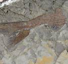 Uniek bewijs: fossielen van het moment dat meteoriet einde maakte aan bestaan dinosauriërs