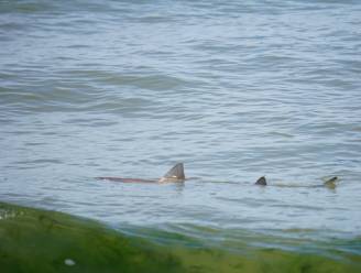 Gevlekte haai van bijna 1,5 meter gespot in ondiep water van Noordzee: "Ik dacht, dit kan niet waar zijn!"