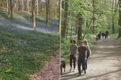 Hallerbos in Vlaams-Brabant kleurt weer helemaal paars, en dat trekt massa bezoekers: “Lijkt wel een bloementapijt”