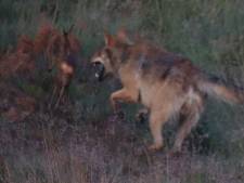 Wolf op Veluwe grijpt reekalf: ‘Ik denk dat ik nooit meer zoiets moois zal zien’