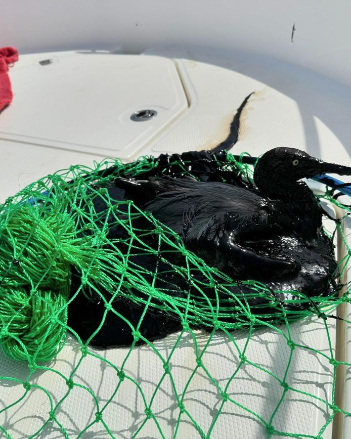 Op Bonaire is een besmeurde vogel uit het water geborgen.  Het Wereld Natuur Fonds maakt zich grote zorgen over de gevolgen van de olieramp voor de natuur.