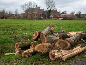 Bomen gekapt in toekomstig overstromingsgebied Ham in Wetteren