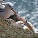 Klimaatopwarming doet albatrossen scheiden