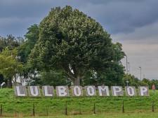 Lulboom in Megen fier aan kop in verkiezing voor mooiste boom van Nederland