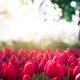 Vluchtelingen planten duizenden tulpen in Vondelpark