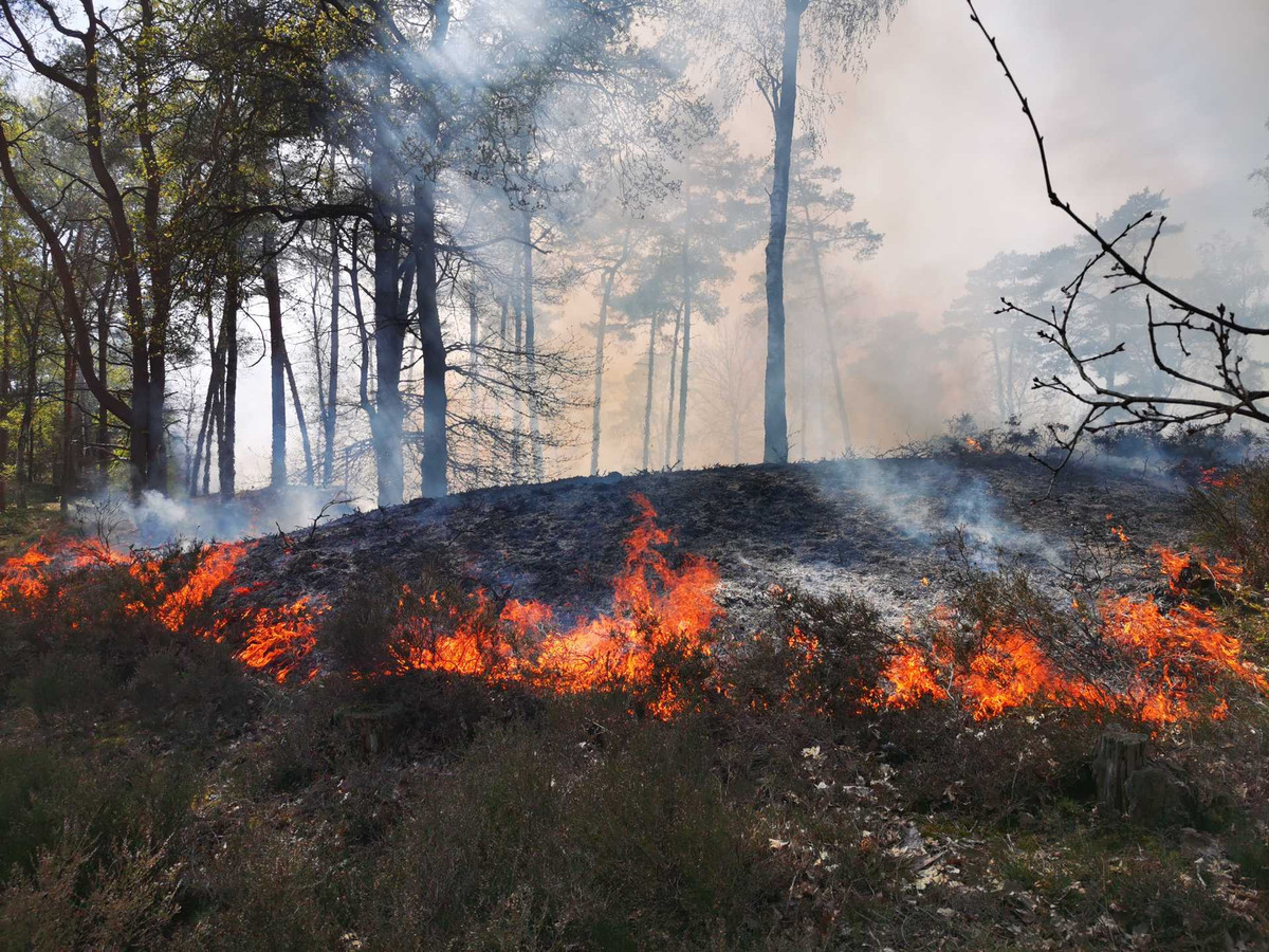In augustus 2019 brandde een stukje Soesterduinen af.