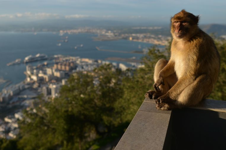 About two hundred Barbary macaques live on the Rock of Gibraltar.  Getty Images