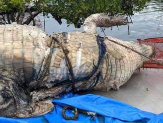 ‘The Big Guy’ raakt verstrikt in krabbenvallen: tragisch einde voor meest geliefde krokodil van Port Douglas