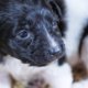 Wat vreselijk: piepjonge puppy's gedumpt in afvalcontainer