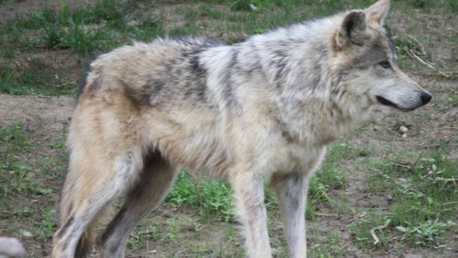 Wolf doodde afgelopen maand vijf schapen in Lierop en Maarheeze, maar november was ‘dodelijker’