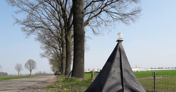 Opnieuw piramidetentjes in wegbermen Sint Anthonis voor bijenonderzoek