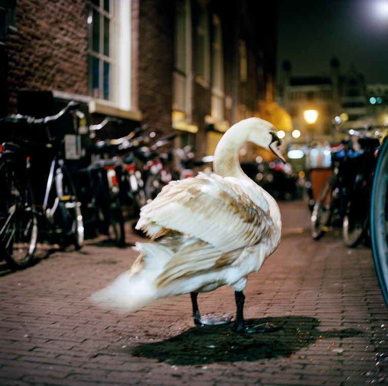 AMSTERDAM. Zwaan bezoekt de Wallen. Beeld Bart Koetsier