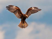 Roofvogels hebben het moeilijk in Zeeland. De bruine kiekendief heeft het het zwaarst