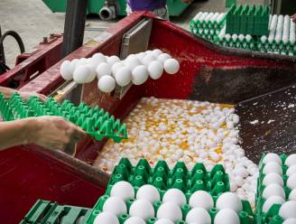 Voedselagentschap belooft "zeer binnenkort" globale resultaten van geteste eieren