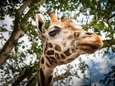 Nieuwe beschermde diersoorten: giraf en makohaai 