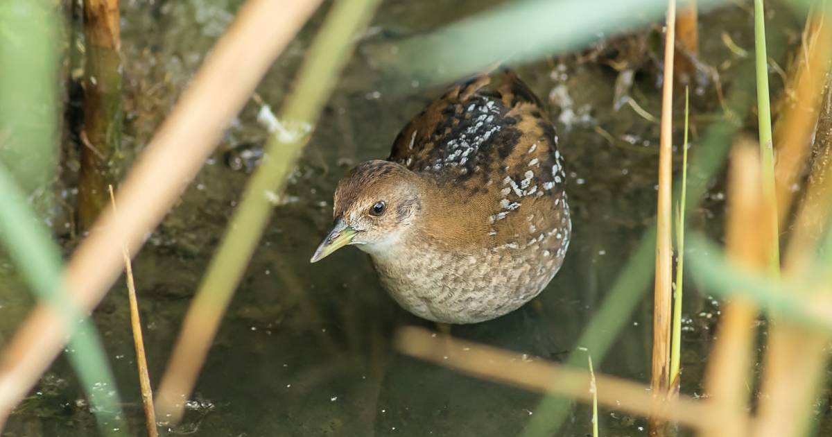 Kleinst waterhoen duikt op in Wissenkerke, al moet je goed zoeken tussen het riet