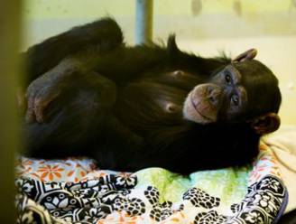 Aap Marria na dertien jaar gered uit gezin waar ze als 'kind' leefde